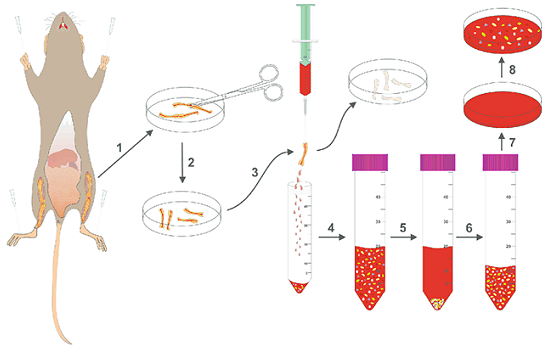 大/小鼠骨髓间充质干细胞的分离方法