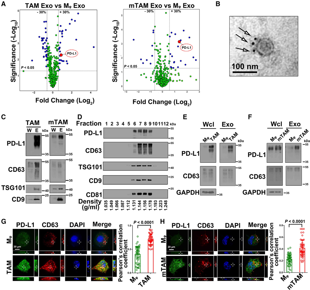 外泌体技术服务