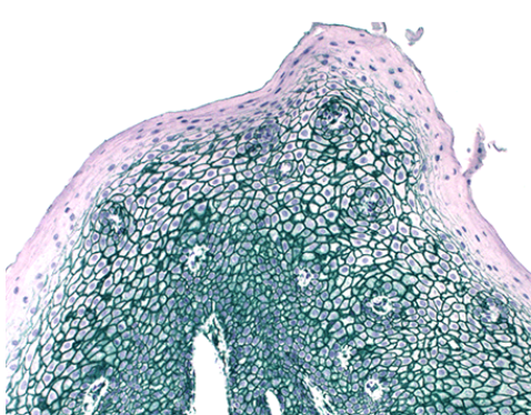 Enzo丨Enzo SAVIEW PLUS AP试剂解决方案