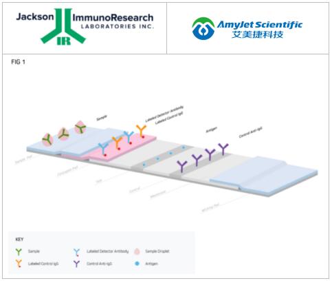 Jackson 侧流免疫测定:方法、应用和使用注意事项 Jackson 侧流免疫测定:方法、应用和使用注意事项