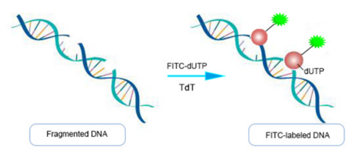 TUNEL细胞凋亡试剂盒选择指南及常见问题