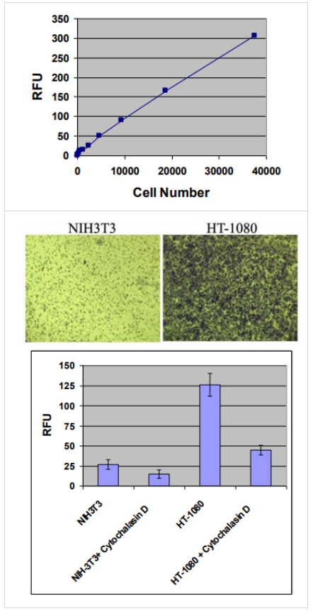 CytoSelect 96孔细胞侵袭检测试剂盒，生物试剂超值采购攻略！