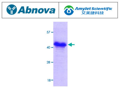 Abnova 艾美捷GLC8（酵母）重组蛋白说明书   