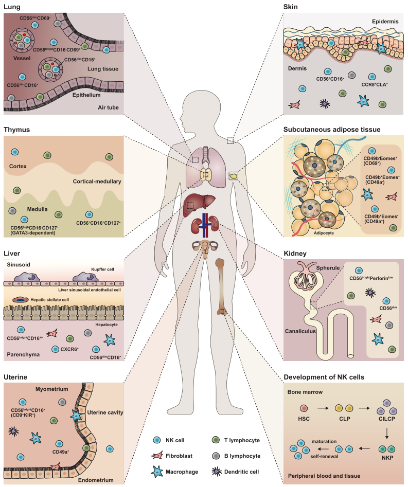 NK细胞丨肿瘤免疫治疗的下一个"顶流"！