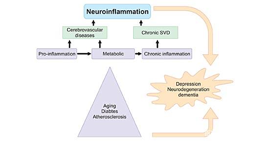 细胞因子和神经炎症