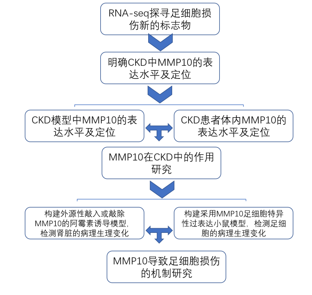 MMP10-新的足细胞损伤介导分子