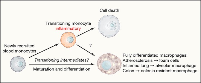 心血管疾病中的细胞因子回路