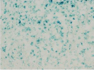 细胞衰老染色试剂盒-促销大酬宾，惊喜连连