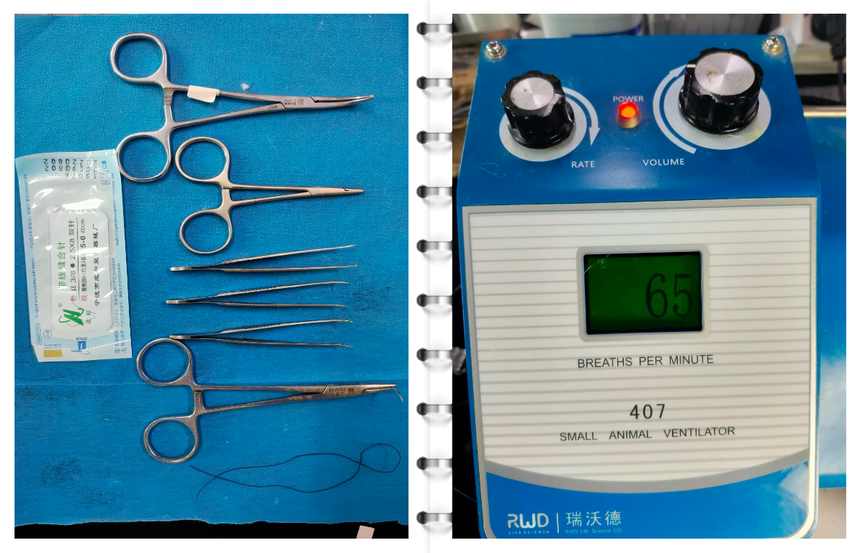 手把手教你心肌缺血再灌注模型构建