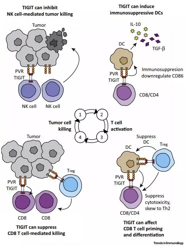 新品上市福利——抗癌热门靶点TIGIT 蛋白