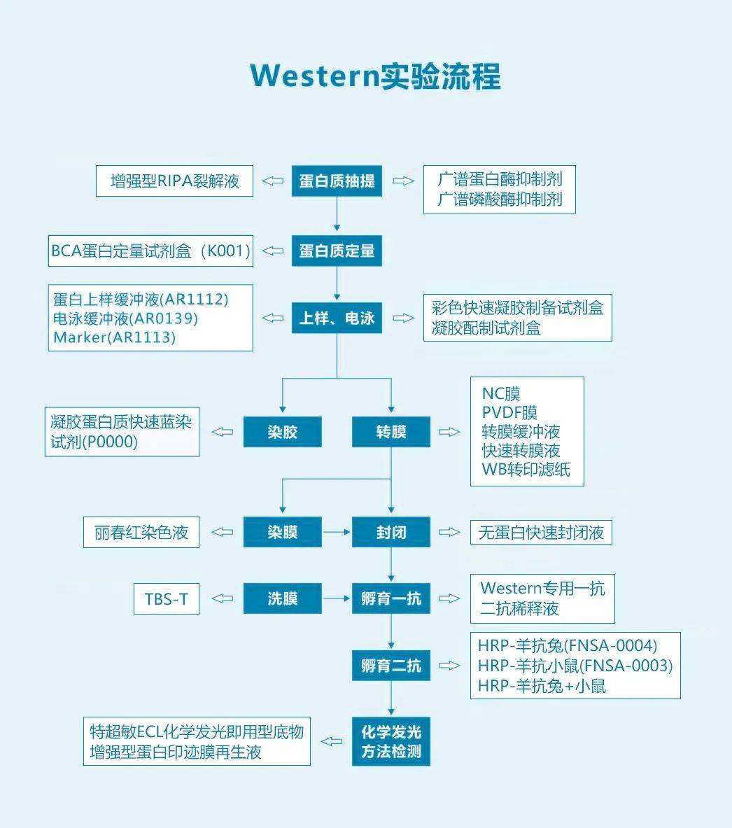 你们要的免疫印迹（WB）教程来了！我不信看完这个你还学不会