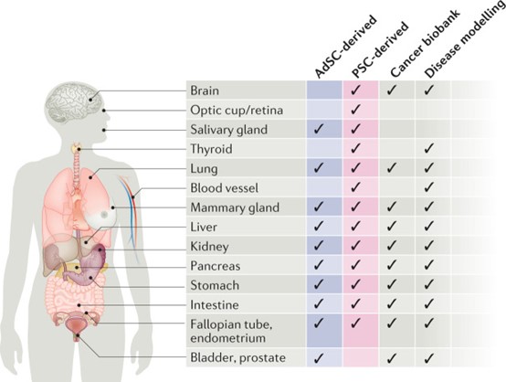 走进类器官的世界：1.类器官究竟是什么？