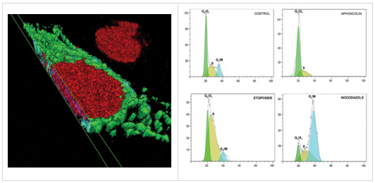 NUCLEAR-ID细胞周期分析试剂盒特点与应用 NUCLEAR-ID细胞周期分析试剂盒特点与应用