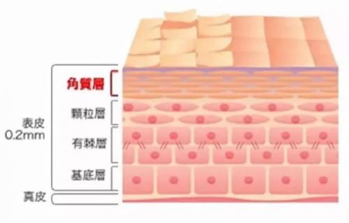 原代角质形成细胞的分离培养方法