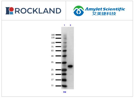 Rockland蛋白质和肽丨绿色荧光蛋白 (GFP) 对照蛋白