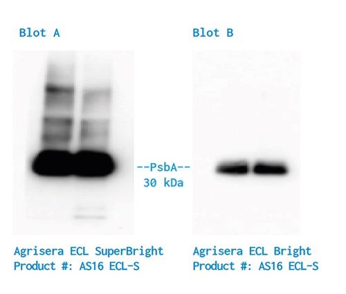 Background signal and a sensitivity of ECL reagent
