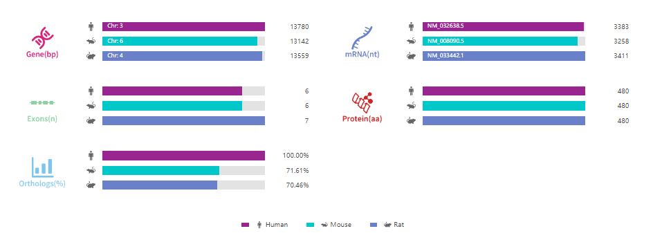 Gata2基因敲除小鼠