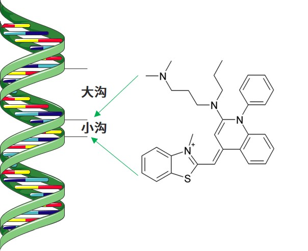 涨知识 | qPCR专场七：认识不同荧光定量PCR方法
