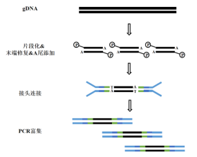 精品│翌圣ZymeEditor打造超高文库转化率T4 DNA Ligase