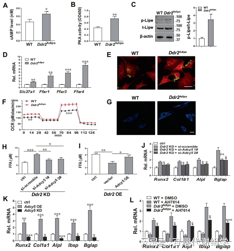 图7. 脂肪细胞Ddr2通过Adcy5-cAMP-PKA途径调节骨量