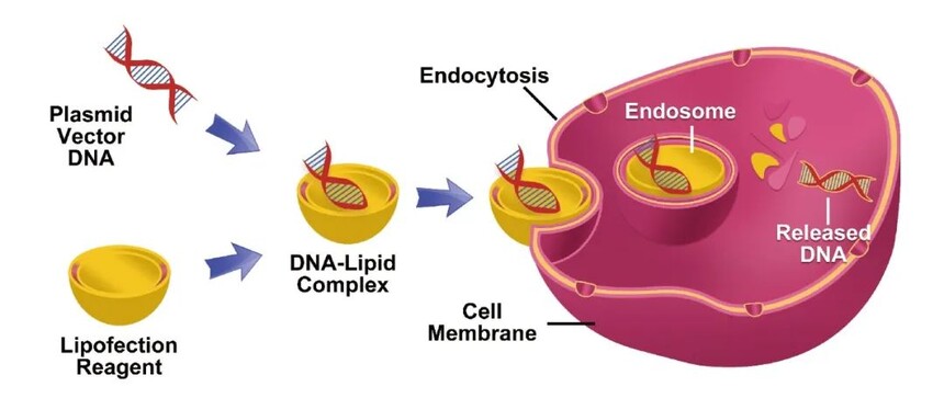 实验技巧 | 一文了解细胞转染