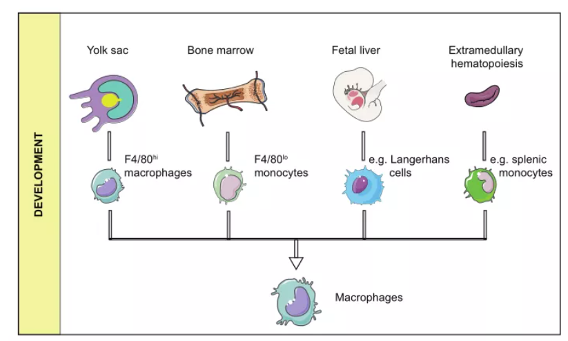 巨噬细胞上线，贴心呵护您的每一天