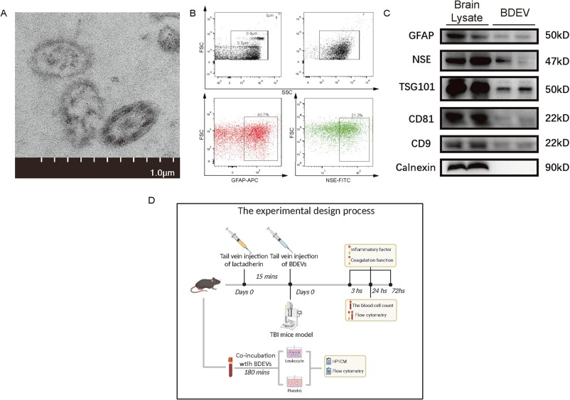 LabEx多因子检测助力神经研究，探索创伤性脑损伤疾病机制