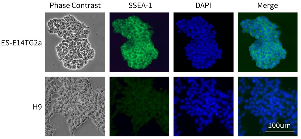 12种多能干细胞荧光检测试剂盒来了