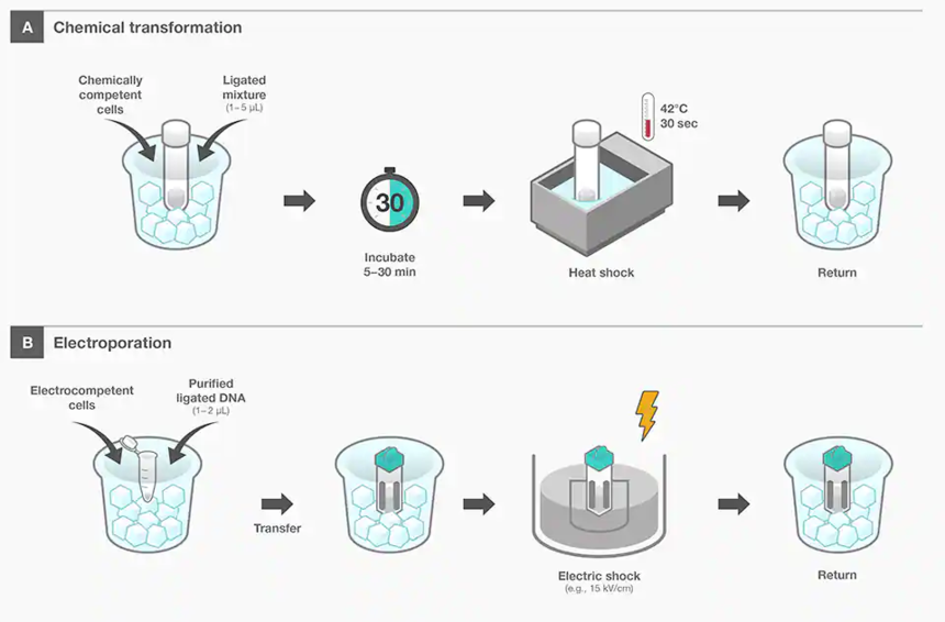 干货分享 | 化学感受态细胞进行转化的选择法则（值得收藏）