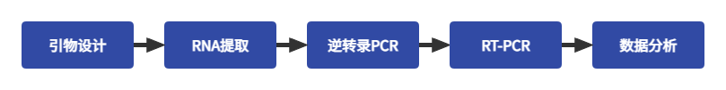 实时荧光定量PCR