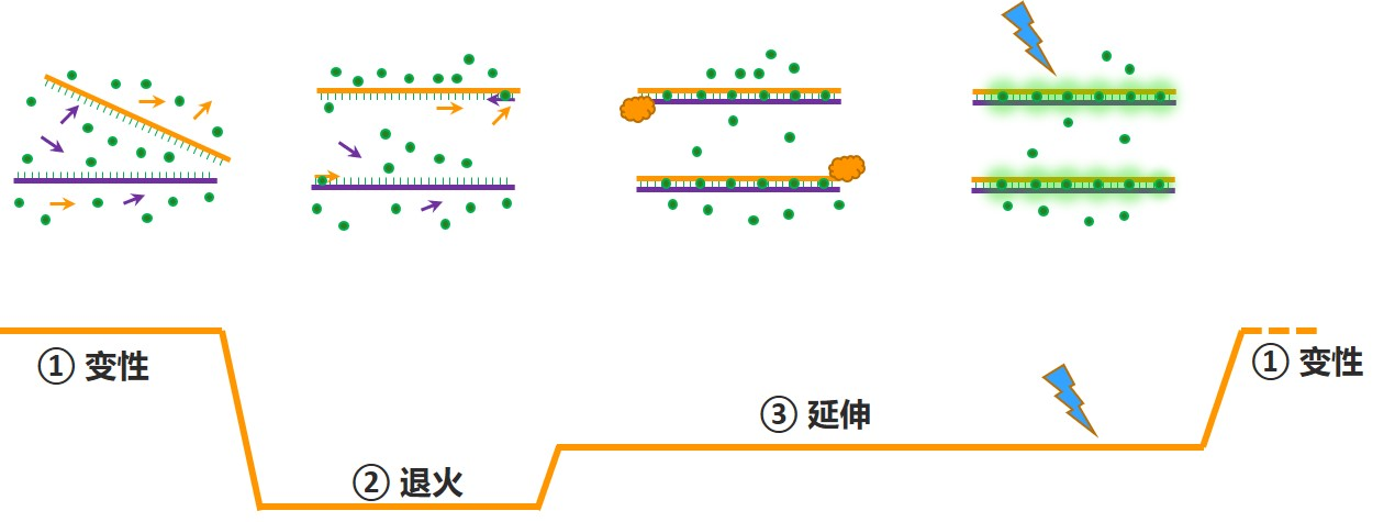 涨知识 | qPCR专场七：认识不同荧光定量PCR方法