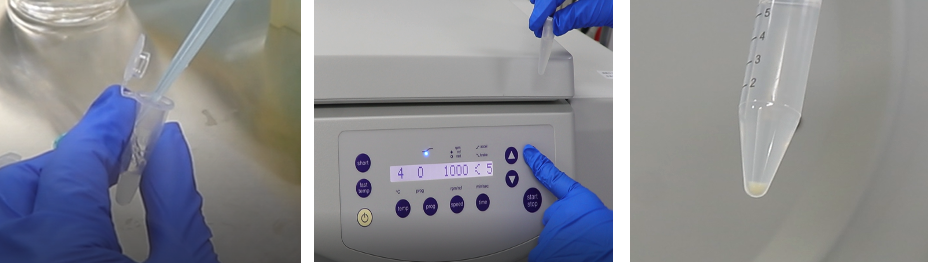 类器官HE染色、免疫组化、免疫荧光鉴定方法