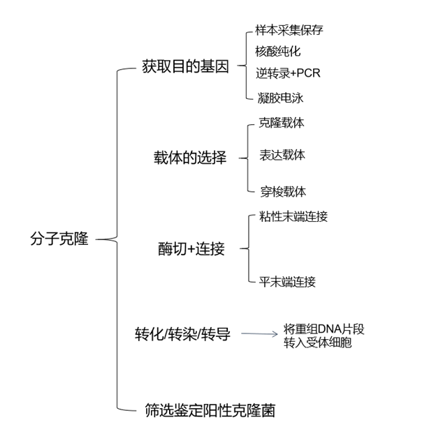一篇搞懂分子克隆实验