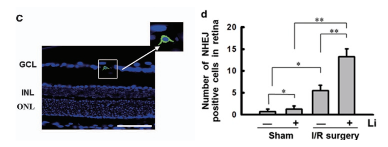 活体转染应用第七弹之玻璃体注射