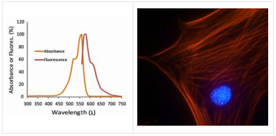 Acti-stain555鬼笔环肽--品质试剂低价享