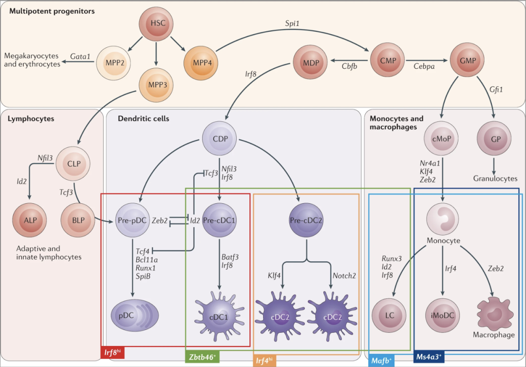 免疫鼠鼠大军来袭，快来pick你喜欢的队伍