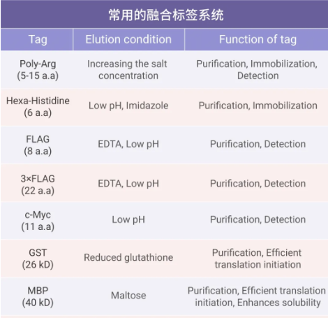 重组蛋白常见的融合标签