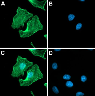 NanoTag-FluoTag-X2抗人IgG品质试剂，现货供应