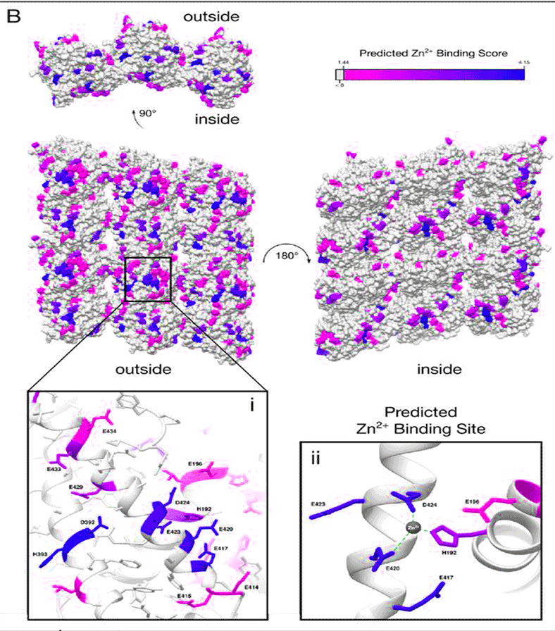 Cell Biology：锌离子通过修饰微管蛋白取代Tau和MAP蛋白的作用