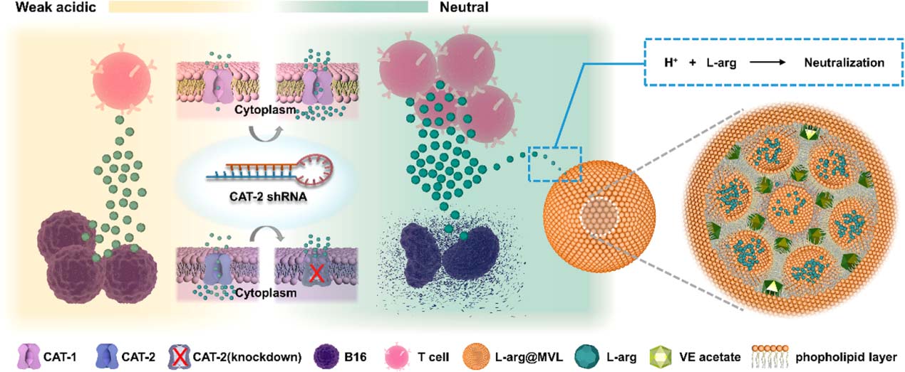 论文分享（10）▏18.027 | 靶向抗肿瘤免疫细胞的精氨酸补充物重建肿瘤微环境，增强抗肿瘤免疫反应
