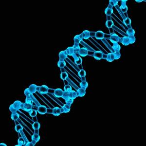 BAF在防止细胞攻击自己的DNA方面起着关键作用