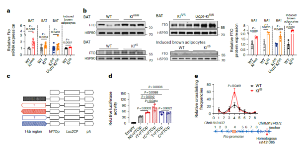 FTO基因变异rs1421085