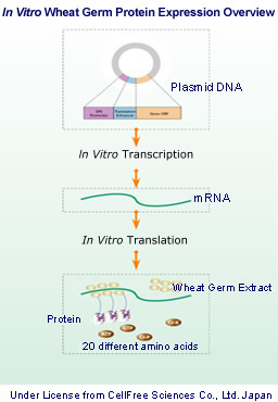 艾美捷MYOD1人重组蛋白(P01)制备方法 艾美捷MYOD1人重组蛋白(P01)制备方法