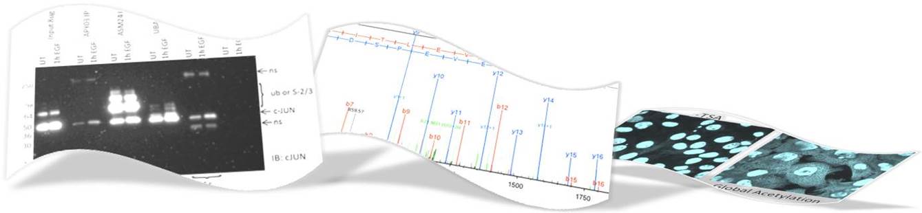翻译后修饰（PTM）检测技术介绍