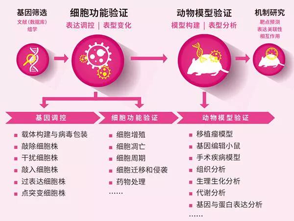 赛业生物基因编辑小鼠助力肿瘤研究
