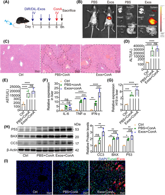外泌体技术服务
