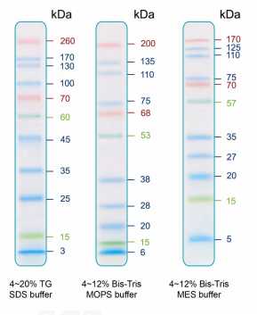  艾美捷Bio-Helix IRIS11预染蛋白Markers简单介绍