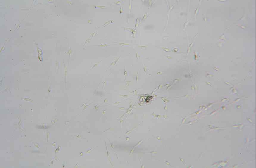 神经元分离培养 (2).png