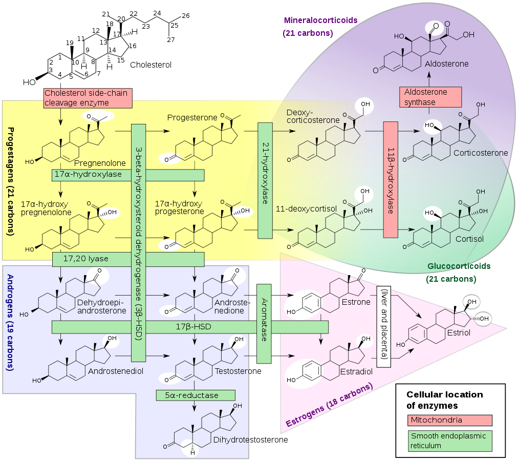 胆固醇作为作为化学前体与参与生物代谢