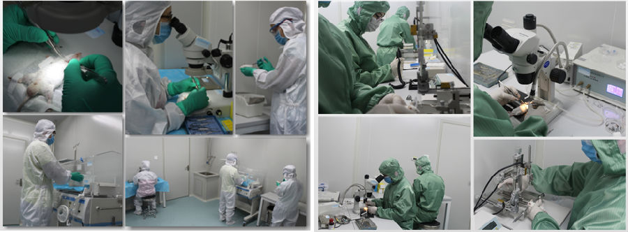 做实验动物疾病模型，云克隆是认真的